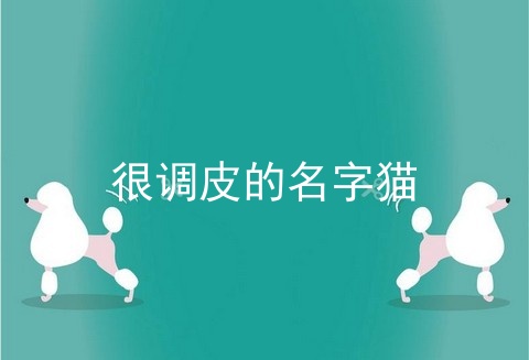 很调皮的名字猫