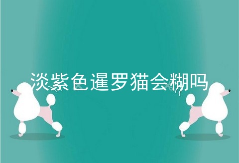淡紫色暹罗猫会糊吗