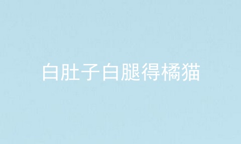 白肚子白腿得橘猫