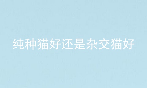 纯种猫好还是杂交猫好