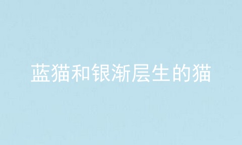 蓝猫和银渐层生的猫