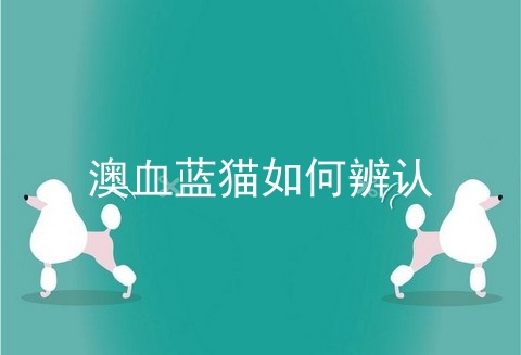 澳血蓝猫如何辨认