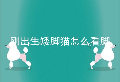 刚出生矮脚猫怎么看脚