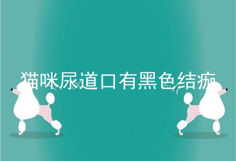 猫咪尿道口有黑色结痂