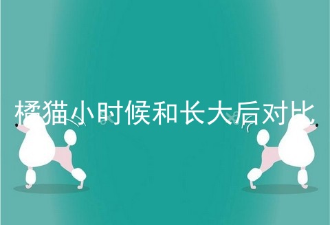 橘猫小时候和长大后对比