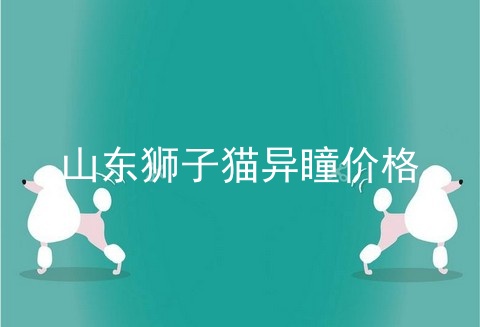 山东狮子猫异瞳价格