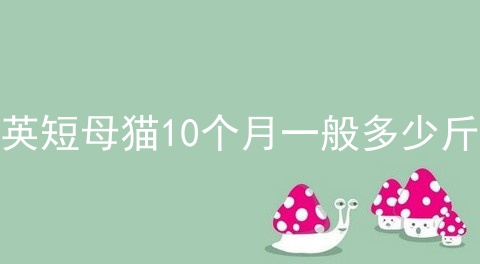 英短母猫10个月一般多少斤