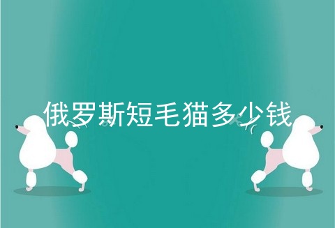 俄罗斯短毛猫多少钱