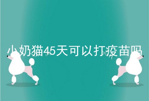 小奶猫45天可以打疫苗吗