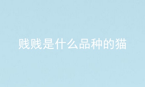 贱贱是什么品种的猫