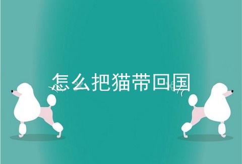 怎么把猫带回国