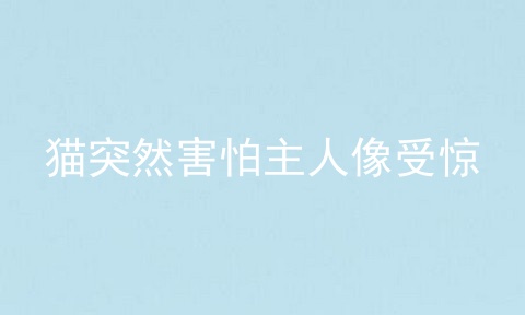 猫突然害怕主人像受惊