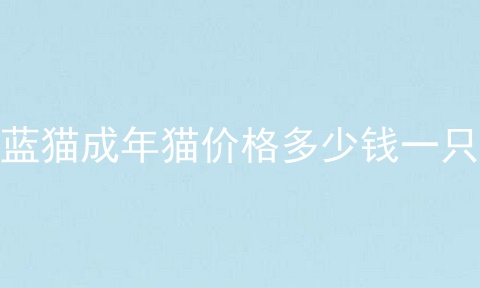蓝猫成年猫价格多少钱一只