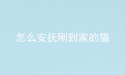 怎么安抚刚到家的猫