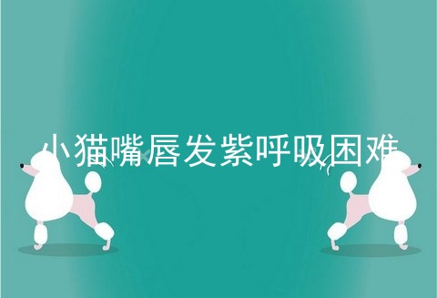 小猫嘴唇发紫呼吸困难
