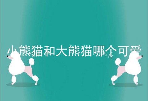小熊猫和大熊猫哪个可爱