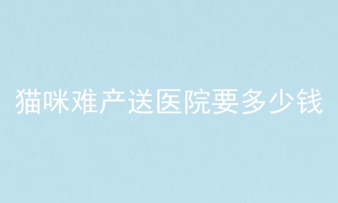 猫咪难产送医院要多少钱