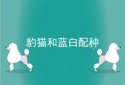 豹猫和蓝白配种