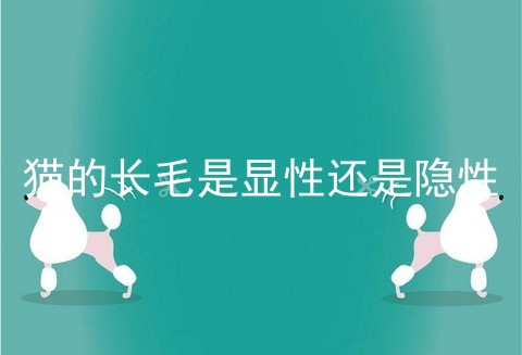 猫的长毛是显性还是隐性