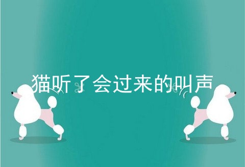 猫听了会过来的叫声
