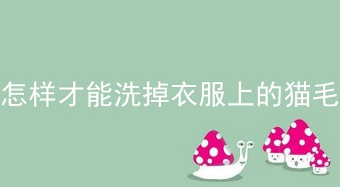 怎样才能洗掉衣服上的猫毛