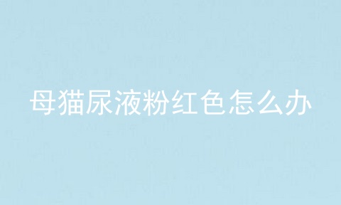 母猫尿液粉红色怎么办