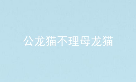 公龙猫不理母龙猫