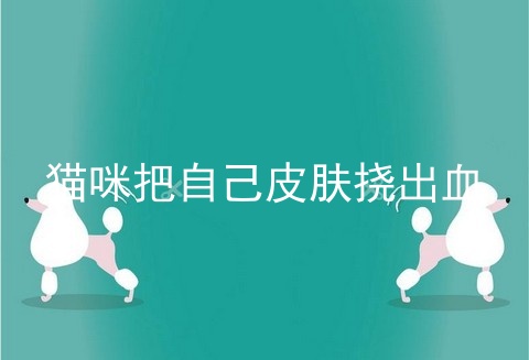猫咪把自己皮肤挠出血