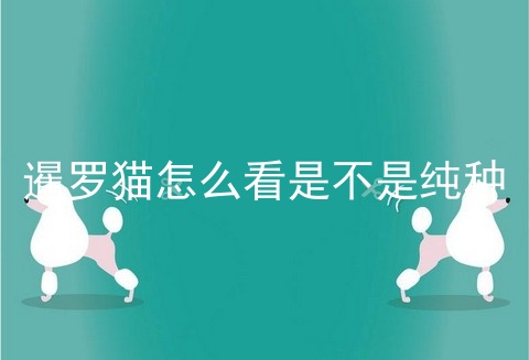 暹罗猫怎么看是不是纯种