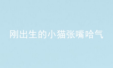 刚出生的小猫张嘴哈气