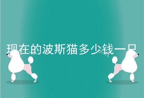 现在的波斯猫多少钱一只
