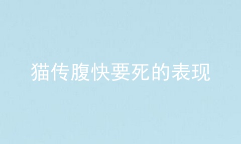 猫传腹快要死的表现
