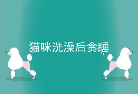 猫咪洗澡后贪睡