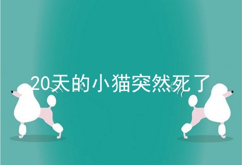 20天的小猫突然死了