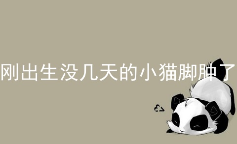 刚出生没几天的小猫脚肿了
