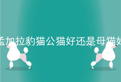 孟加拉豹猫公猫好还是母猫好