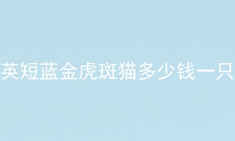 英短蓝金虎斑猫多少钱一只