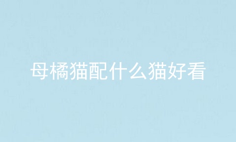 母橘猫配什么猫好看