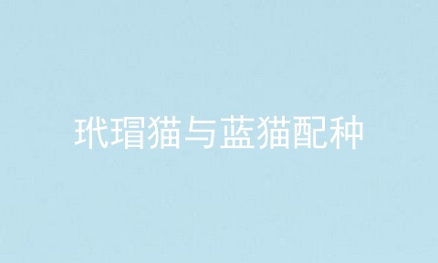 玳瑁猫与蓝猫配种