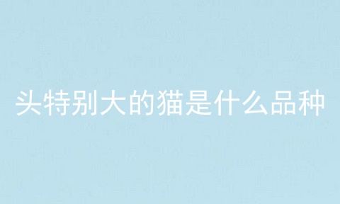 头特别大的猫是什么品种