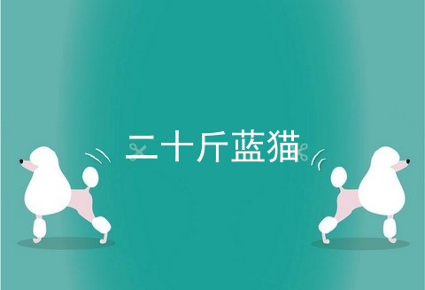 二十斤蓝猫