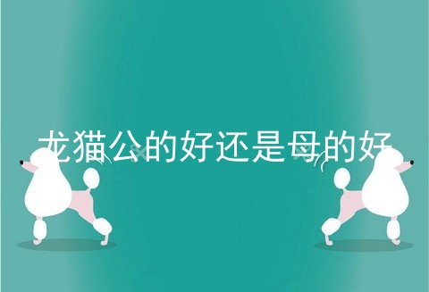龙猫公的好还是母的好