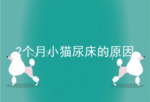 2个月小猫尿床的原因