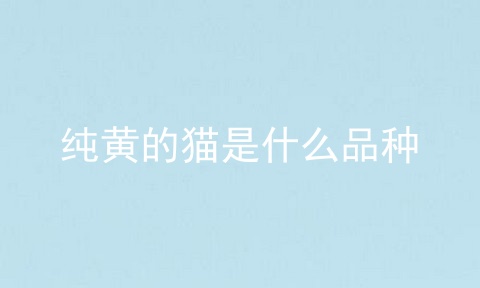 纯黄的猫是什么品种