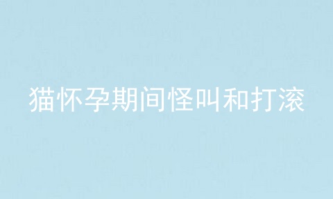 猫怀孕期间怪叫和打滚