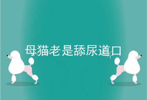 母猫老是舔尿道口