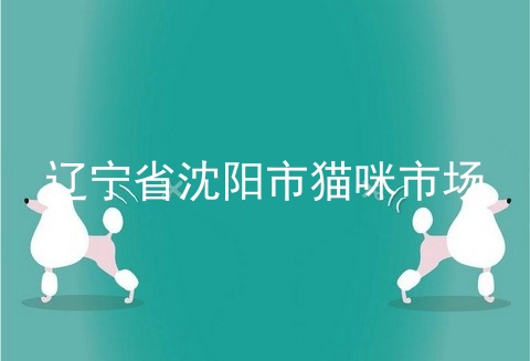 辽宁省沈阳市猫咪市场