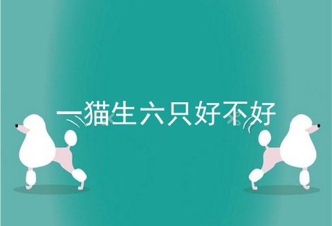 一猫生六只好不好