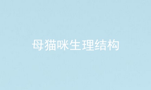 母猫咪生理结构