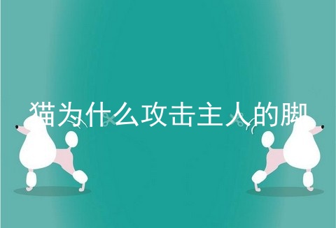 猫为什么攻击主人的脚